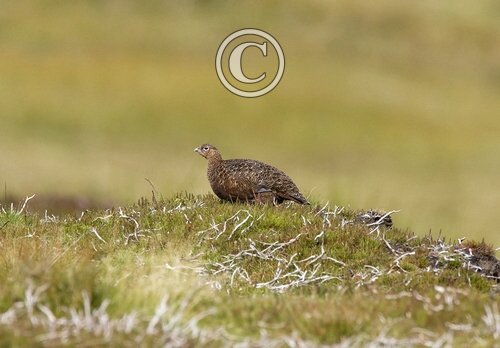 Red Grouse 4
